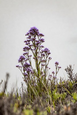 Purple Cluster Flowers in Foggy Field