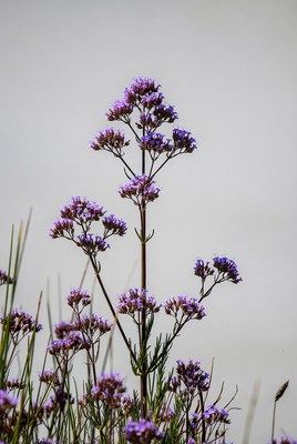 Purple Cluster Flowers on Stem