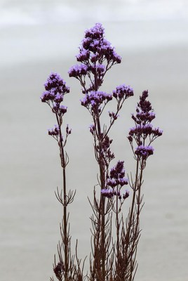 Purple sea lavender flowers on beach