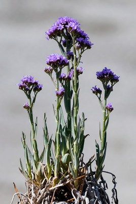 Purple Sea Thrift Flowers