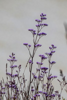 Purple Wildflowers on Gray Background