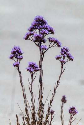 Purple Cluster Flowers on Gray Background