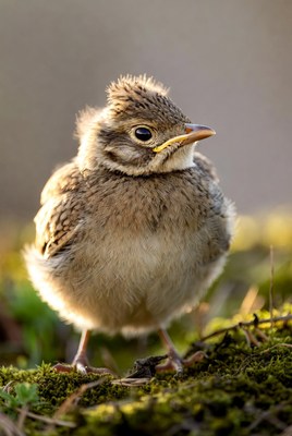 Fluffy baby bird on moss