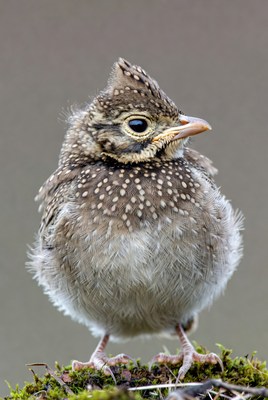 Fluffy baby bird on moss