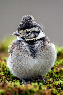 Fluffy baby killdeer chick on moss