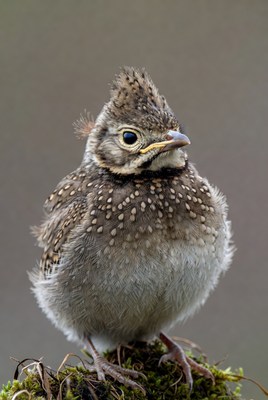 Fluffy baby killdeer bird on moss