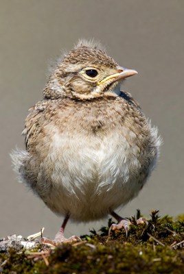 Fluffy baby bird on moss