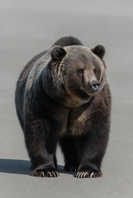 Grizzly Bear Standing on Gray Ground