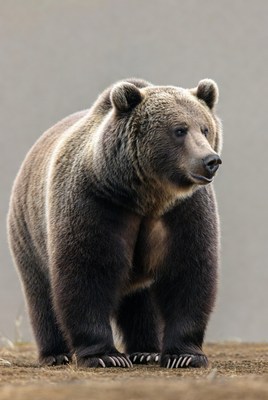 Grizzly bear standing on ground