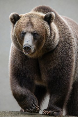 Grizzly Bear Standing on Rock