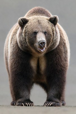 Grizzly Bear Standing on Hind Legs