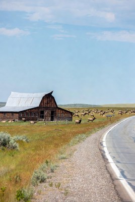 Red Barn with Elk Herd near Road