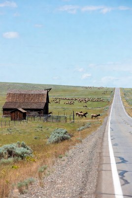 Horses grazing near barn and road