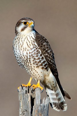 Peregrine Falcon Perched on Post