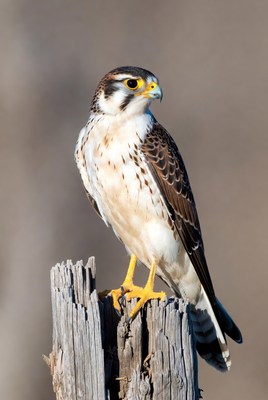 American Kestrel perched on wooden post