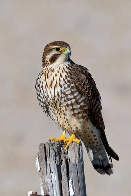 Falcon perched on wooden post
