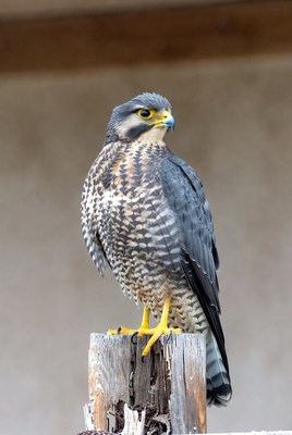 Peregrine Falcon Perched on Post