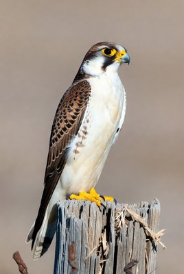 Peregrine Falcon Perched on Post