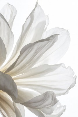 White Blooming Flower Petals