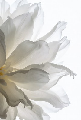 White Peony Flower Closeup