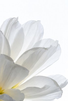 White Daisy Flower Closeup