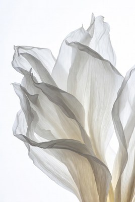 White flower petals close-up