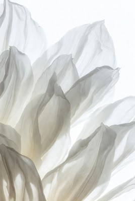 White Flower Petals on Isolated Background