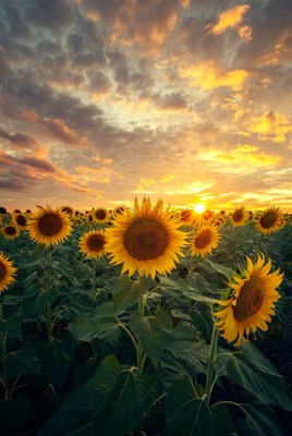 Sunflower Field at Sunset