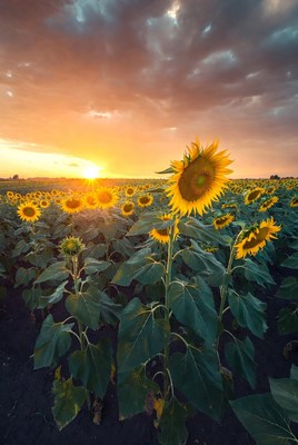 Sunflowers in field at sunset