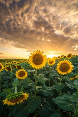 Sunflower Field at Sunset