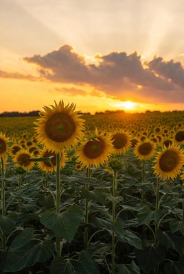 Sunflowers in Field at Sunset