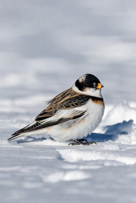 Snow Bunting Standing in Snow
