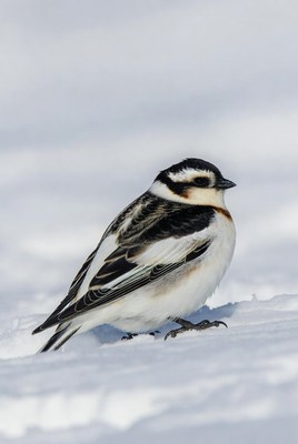 Snow Bunting on Snow