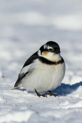 Snow Bunting on Snow