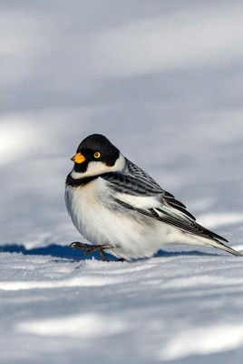 Snow Bunting Bird on Snow