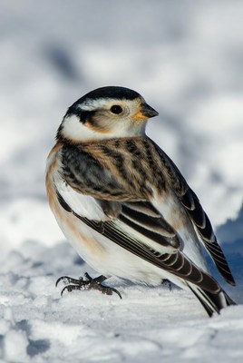 Snow Bunting Bird in Snow