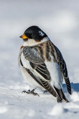 Snow Bunting Standing in Snow