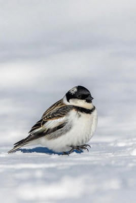 Snow Bunting Bird on Snow