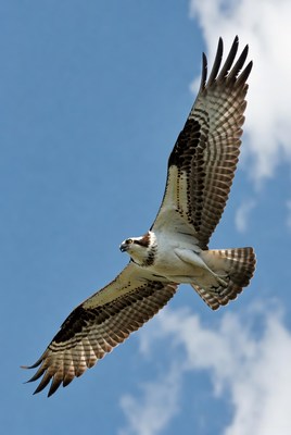 Osprey flying over blue sky
