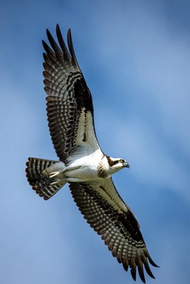 Osprey Flying in Blue Sky