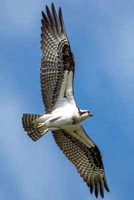 Osprey flying over blue sky
