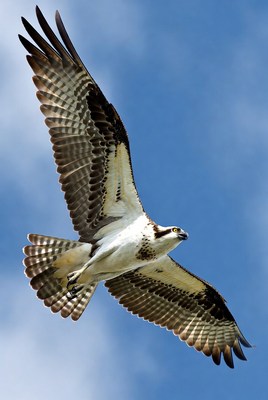 Osprey Flying in Blue Sky