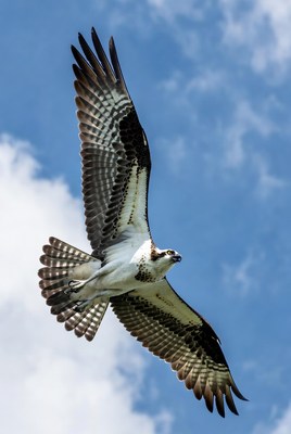 Osprey flying in blue sky
