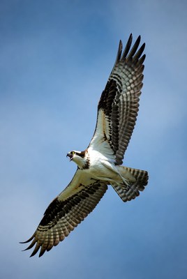 Osprey Flying in Blue Sky