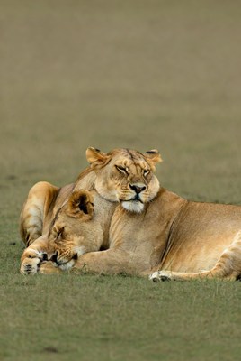 Two lions cuddling on grass