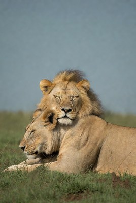 Two lions cuddling on grass