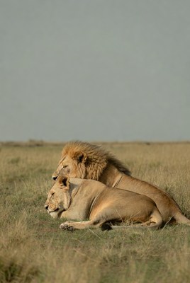 Pair of lions lying on savanna grass