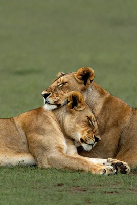 Two lions cuddling in grass
