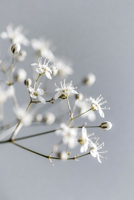 Delicate White Baby's Breath Flowers