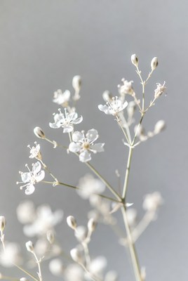 Delicate White Baby's Breath Flowers